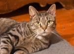 Zara - American Shorthair Kitten For Adoption - 