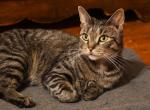 Dottie - American Shorthair Cat For Sale - 