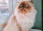 Blue cream pointed Persian female - Persian Cat For Sale - Woodburn, IN, US