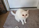 Jasmine - Exotic Cat For Sale - Garland, TX, US