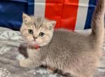 Ashley - British Shorthair Kitten For Sale - 