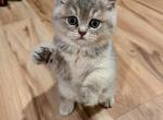 Amber - British Shorthair Kitten For Sale - 