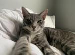 Mio - Domestic Cat For Adoption - Manning, SC, US