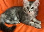 Female L - Maine Coon Kitten For Sale - New York, NY, US