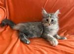 Female M - Maine Coon Kitten For Sale - New York, NY, US