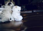 Cotton ball - Ragdoll Kitten For Sale - 