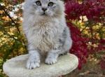 Olaf - Siberian Kitten For Sale - 