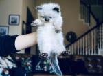 Mini Malfoy - Ragdoll Kitten For Sale - 