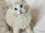 Maine coon male K - Maine Coon Kitten For Sale - New York, NY, US