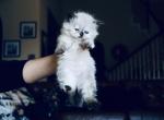 Lucy - Ragdoll Kitten For Sale - 