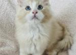 Male K - Maine Coon Kitten For Sale - Virginia Beach, VA, US