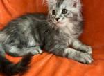 Female L - Maine Coon Kitten For Sale - 