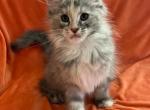 Female M - Maine Coon Kitten For Sale - 