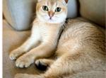 Bombi - Scottish Fold Kitten For Sale - Bergenfield, NJ, US