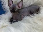 Rosy - Sphynx Kitten For Sale - Brooklyn, NY, US