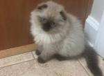 Cottonball - Scottish Fold Kitten For Sale - 