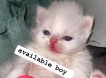 mishka litter - Himalayan Kitten For Sale - Williamsport, OH, US