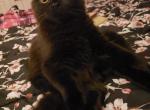 Brownie and Mimi mother and father - Scottish Straight Cat For Sale - 