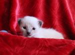 TANZANITE - Siamese Kitten For Sale - 