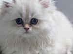 British Longhair Black golden point girl - British Shorthair Kitten For Sale - 