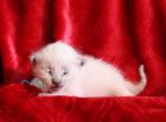 Malachite - Siamese Kitten For Sale - 