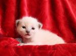 Ruby - Siamese Kitten For Sale - 