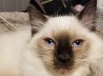 Oliver - Ragdoll Kitten For Sale - 