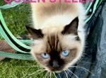 Stella - Ragdoll Cat For Sale/Service - 