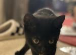 Bombay Kittens - Bombay Kitten For Sale - Irvine, CA, US