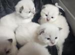 Sasha and Duke kittens - Ragdoll Kitten For Sale - 