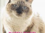 Gucci and Duke - Ragdoll Kitten For Sale - 