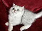 Babella - Scottish Fold Kitten For Sale - Philadelphia, PA, US