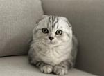 Ursula kittens1 - Scottish Fold Kitten For Sale - 