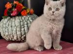 Gerasim - British Shorthair Kitten For Sale - Pembroke Pines, FL, US