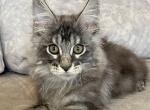 Lukas - Maine Coon Kitten For Sale - Hollywood, FL, US