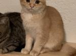 Sunny kittens - Scottish Straight Kitten For Sale - Philadelphia, PA, US