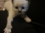 ON HOLD Yellow collar Kats Ravishijg Ragdolls - Ragdoll Kitten For Sale - Lancaster, PA, US