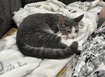 Twins - Domestic Kitten For Adoption - Boca Raton, FL, US