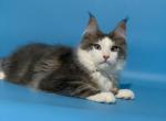 Graf - Maine Coon Kitten For Sale - 