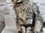 Rokky - Maine Coon Kitten For Sale - New York, NY, US