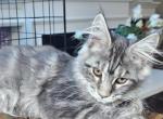 Jassyr - Maine Coon Kitten For Sale - New York, NY, US