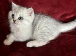 Sacilia - Scottish Straight Kitten For Sale - Philadelphia, PA, US