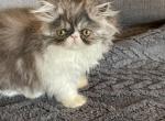 Flower Babies - Persian Kitten For Sale - 