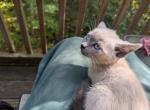 Lilac Point - Domestic Kitten For Adoption - Campton, NH, US