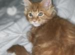 MCO kittens - Maine Coon Kitten For Sale - 