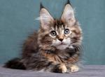 Jane - Maine Coon Kitten For Sale - Houston, TX, US