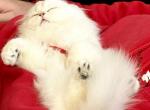 Angel Cookies - Scottish Fold Kitten For Sale - 