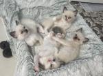 Cali - Ragdoll Kitten For Sale - Parker, CO, US