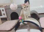 Luna - British Shorthair Kitten For Sale - 