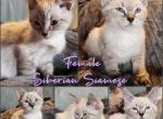 Siberian Siamese - Siamese Kitten For Sale - Eagan, MN, US